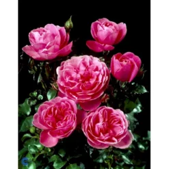 'Berleburg'™ Rosa X 'Berleburg'™ (Buketrose) A-Kvalitet,- Barrods Roser Min. 3 Grene -GrønGlæde Salgsbutik fi3952 rosa berleburg poulbella n bba6