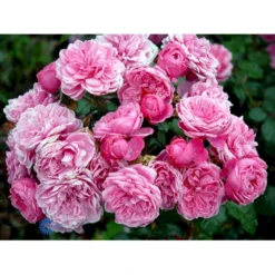 'Berleburg'™ Rosa X 'Berleburg'™ (Buketrose) A-Kvalitet,- Barrods Roser Min. 3 Grene -GrønGlæde Salgsbutik fi3952 rosa berleburg poulbella n efe2