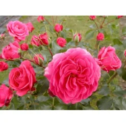 'Bernstorff'™ Rosa X 'Bernstorff'™ (Buketrose) A-Kvalitet,- Barrods Roser Min. 3 Grene -GrønGlæde Salgsbutik fi3953 rosa bernsdorff 0955