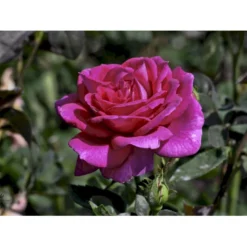 'Big Purple' Rosa X 'Big Purple' (Storblomstrende) A-Kvalitet,- Barrods Roser Min. 3 Grene -GrønGlæde Salgsbutik fi3962 rosa big purple 0f96