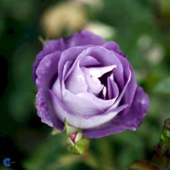 'Blue For You' Rosa X 'Blue For You' (Buketrose) A-Kvalitet,- Barrods Roser Min. 3 Grene -GrønGlæde Salgsbutik fi3971 rosa blue for you 1960