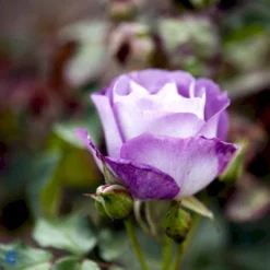 'Blue For You' Rosa X 'Blue For You' (Buketrose) A-Kvalitet,- Barrods Roser Min. 3 Grene -GrønGlæde Salgsbutik fi3971 rosa blue for you a1af