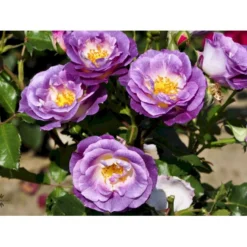 'Blue For You' Rosa X 'Blue For You' (Buketrose) A-Kvalitet,- Barrods Roser Min. 3 Grene -GrønGlæde Salgsbutik fi3971 rosa blue for you ae35