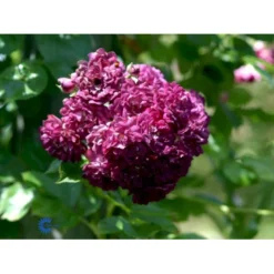 'Bleu Magenta' Rosa X 'Bleu Magenta' (Slyngrose) A-Kvalitet,- Barrods Roser Min. 3 Grene -GrønGlæde Salgsbutik fi3972 rosa blue magenta 2ff3