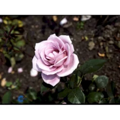 'Blue Moon'® Rosa X 'Blue Moon'® (Storblomstrende) A-Kvalitet,- Barrods Roser Min. 3 Grene -GrønGlæde Salgsbutik fi3973 rosa blue moon 830a