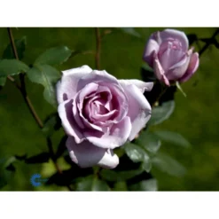 'Blue Moon'® Rosa X 'Blue Moon'® (Storblomstrende) A-Kvalitet,- Barrods Roser Min. 3 Grene -GrønGlæde Salgsbutik fi3973 rosa blue moon 8581