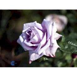 'Blue Moon'® Rosa X 'Blue Moon'® (Storblomstrende) A-Kvalitet,- Barrods Roser Min. 3 Grene -GrønGlæde Salgsbutik fi3973 rosa blue moon f9e0