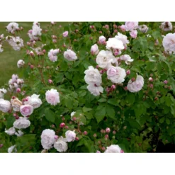 'Blush Noisette' Rosa X 'Blush Noisette' (Buskrose) A-Kvalitet,- Barrods Roser Min. 3 Grene -GrønGlæde Salgsbutik fi3977 rosa blush noisette 047a