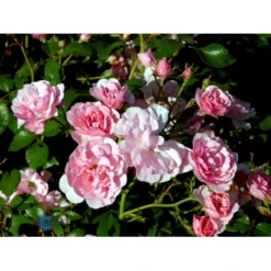 'Bonica 82' Rosa X 'Bonica 82' A-Kvalitet,- Barrods Roser Min. 3 Grene -GrønGlæde Salgsbutik fi3984 rosa bonica 82 98dc