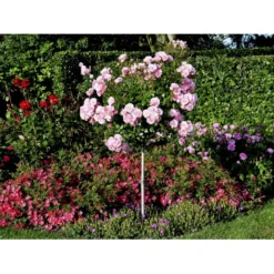 'Bonica 82' Rosa X 'Bonica 82' A-Kvalitet,- Barrods Roser Min. 3 Grene -GrønGlæde Salgsbutik fi3984 rosa bonica 82 be59