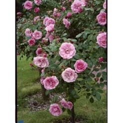 'Bonica 82' Rosa X 'Bonica 82' A-Kvalitet,- Barrods Roser Min. 3 Grene -GrønGlæde Salgsbutik fi3984 rosa bonica 82 fed1