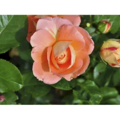 'Bonita™ Renaissance'® Rosa X 'Bonita™ Renaissance'® (Renaissancerose) A-Kvalitet,- Barrods Roser Min. 3 Grene -GrønGlæde Salgsbutik fi3985 rosa bonita poulen009 n 03ff