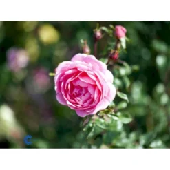 'Boogie-Woogie'™ Rosa X 'Boogie-Woogie'™ (Slyngrose) A-Kvalitet,- Barrods Roser Min. 3 Grene 11 'Boogie-Woogie'™ Rosa X 'Boogie-Woogie'™ (Slyngrose) A-Kvalitet,- Barrods Roser Min. 3 Grene -GrønGlæde Salgsbutik fi3986 rosa boogie woogie poulyc006 n 47e1