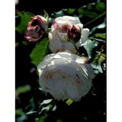 'Boule De Neige' Rosa Bourboniana 'Boule De Neige' (Bourbonrose) A-Kvalitet,- Barrods Roser Min. 3 Grene -GrønGlæde Salgsbutik fi3989 rosa boule de neige 3410
