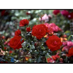 'Brillant'® Rosa X 'Brillant'® (Slyngrose) A-Kvalitet,- Barrods Roser Min. 3 Grene -GrønGlæde Salgsbutik fi4003 rosa brillant 24b2