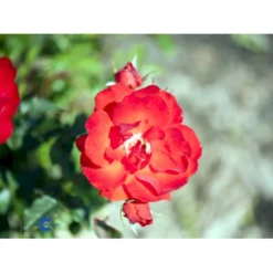 'Brillant'® Rosa X 'Brillant'® (Slyngrose) A-Kvalitet,- Barrods Roser Min. 3 Grene -GrønGlæde Salgsbutik fi4003 rosa brillant 2b7e