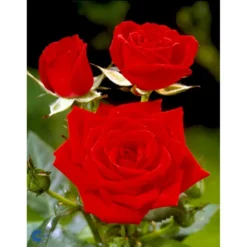 'Brilliant Cover'® Rosa X 'Brilliant Cover'® (Bunddækkerose) A-Kvalitet,- Barrods Roser Min. 3 Grene -GrønGlæde Salgsbutik fi4004 rosa brilliant cover poulterp n 4495