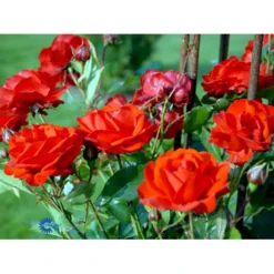 'Brilliant Cover'® Rosa X 'Brilliant Cover'® (Bunddækkerose) A-Kvalitet,- Barrods Roser Min. 3 Grene -GrønGlæde Salgsbutik fi4004 rosa brilliant cover poulterp n cd9e