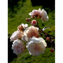 'Buff Beauty' Rosa Moschata 'Buff Beauty' (Moskusrose) A-Kvalitet,- Barrods Roser Min. 3 Grene -GrønGlæde Salgsbutik fi4008 rosa buff beauty 2986