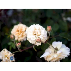 'Buff Beauty' Rosa Moschata 'Buff Beauty' (Moskusrose) A-Kvalitet,- Barrods Roser Min. 3 Grene -GrønGlæde Salgsbutik fi4008 rosa buff beauty 4736