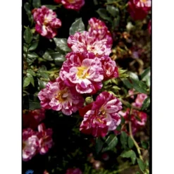 'Candy Cover'® Rosa X 'Candy Cover'® (Bunddækkerose) A-Kvalitet,- Barrods Roser Min. 3 Grene -GrønGlæde Salgsbutik fi4024 rosa candy cover poulbico n 307d