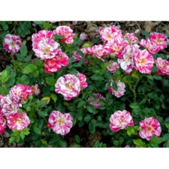 'Candy Cover'® Rosa X 'Candy Cover'® (Bunddækkerose) A-Kvalitet,- Barrods Roser Min. 3 Grene -GrønGlæde Salgsbutik fi4024 rosa candy cover poulbico n 4498