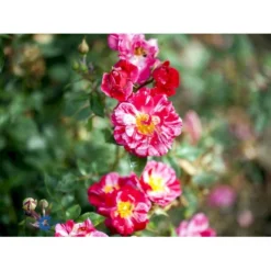 'Candy Cover'® Rosa X 'Candy Cover'® (Bunddækkerose) A-Kvalitet,- Barrods Roser Min. 3 Grene -GrønGlæde Salgsbutik fi4024 rosa candy cover poulbico n b59b