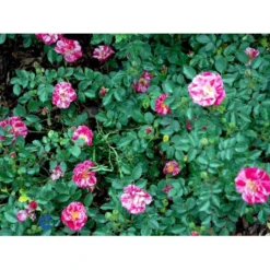 'Candy Cover'® Rosa X 'Candy Cover'® (Bunddækkerose) A-Kvalitet,- Barrods Roser Min. 3 Grene -GrønGlæde Salgsbutik fi4024 rosa candy cover poulbico n f3d8