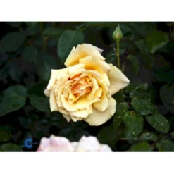 'Carl Nielsen'™ Rosa X 'Carl Nielsen'™ (Storblomstrende) A-Kvalitet,- Barrods Roser Min. 3 Grene -GrønGlæde Salgsbutik fi4036 rosa carl nielsen poulht010 n 0742