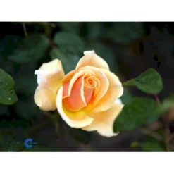 'Carl Nielsen'™ Rosa X 'Carl Nielsen'™ (Storblomstrende) A-Kvalitet,- Barrods Roser Min. 3 Grene -GrønGlæde Salgsbutik fi4036 rosa carl nielsen poulht010 n 1966