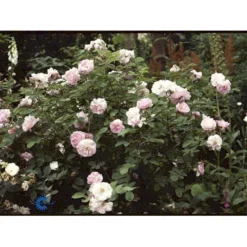 'Celestial' Rosa Alba 'Celestial' (Albarose) A-Kvalitet,- Barrods Roser Min. 3 Grene -GrønGlæde Salgsbutik fi4048 rosa celestial 2944