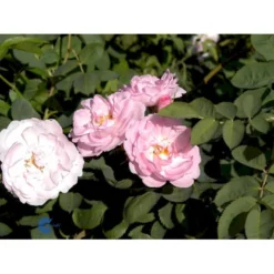 'Celestial' Rosa Alba 'Celestial' (Albarose) A-Kvalitet,- Barrods Roser Min. 3 Grene -GrønGlæde Salgsbutik fi4048 rosa celestial 6561