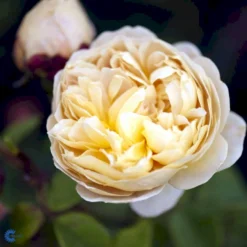 'Charles Darwin'™ Rosa X 'Charles Darwin'™ (Engelsk Rose) A-Kvalitet,- Barrods Roser Min. 3 Grene -GrønGlæde Salgsbutik fi4062 rosa charles darwin auspeet 59e2