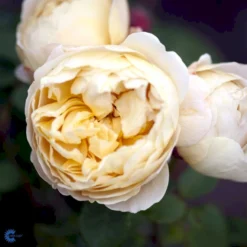 'Charles Darwin'™ Rosa X 'Charles Darwin'™ (Engelsk Rose) A-Kvalitet,- Barrods Roser Min. 3 Grene -GrønGlæde Salgsbutik fi4062 rosa charles darwin auspeet e25f