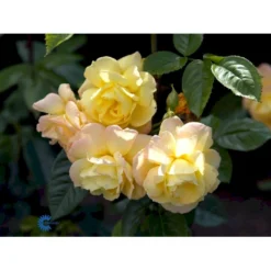 'Chinatown'™ Rosa X 'Chinatown'™ (Buketrose) A-Kvalitet,- Barrods Roser Min. 3 Grene -GrønGlæde Salgsbutik fi4074 rosa chinatown a10b