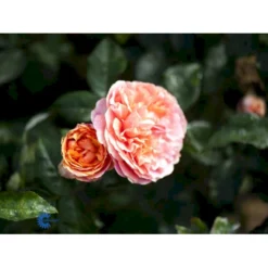 'Chippendale'® Rosa X 'Chippendale'® (Storblomstrende) A-Kvalitet,- Barrods Roser Min. 3 Grene -GrønGlæde Salgsbutik fi4075 rosa chippendale a167