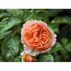 'Chippendale'® Rosa X 'Chippendale'® (Storblomstrende) A-Kvalitet,- Barrods Roser Min. 3 Grene -GrønGlæde Salgsbutik fi4075 rosa chippendale da08