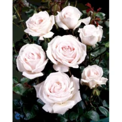 'Chloe™ Renaissance'® Rosa X 'Chloe™ Renaissance'® (Renaissancerose) A-Kvalitet,- Barrods Roser Min. 3 Grene -GrønGlæde Salgsbutik fi4076 rosa chloe poulen003 n 02ac