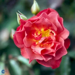 'Cinco De Mayo' Rosa X 'Cinco De Mayo' (Buketrose) A-Kvalitet,- Barrods Roser Min. 3 Grene -GrønGlæde Salgsbutik fi4082 rosa cinco de mayo r wekcobeju 18a5