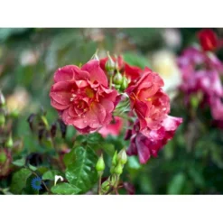 'Cinco De Mayo' Rosa X 'Cinco De Mayo' (Buketrose) A-Kvalitet,- Barrods Roser Min. 3 Grene -GrønGlæde Salgsbutik fi4082 rosa cinco de mayo r wekcobeju 8238