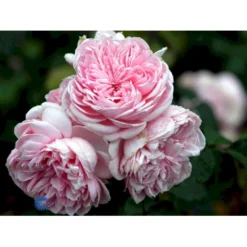 'Cinderella'® Rosa X 'Cinderella'® (Buketrose) A-Kvalitet,- Barrods Roser Min. 3 Grene -GrønGlæde Salgsbutik fi4083 rosa cinderella 96bf