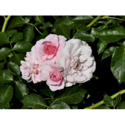 'Climbing Bonica' Rosa X 'Climbing Bonica' (Slyngrose) A-Kvalitet,- Barrods Roser Min. 3 Grene 5 'Climbing Bonica' Rosa X 'Climbing Bonica' (Slyngrose) A-Kvalitet,- Barrods Roser Min. 3 Grene -GrønGlæde Salgsbutik fi4097 rosa climbing bonica b662