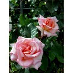 'Compassion' Rosa X 'Compassion' (Slyngrose) A-Kvalitet,- Barrods Roser Min. 3 Grene -GrønGlæde Salgsbutik fi4104 rosa compassion ec8a