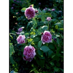 'Comte De Chambord' Rosa Portlandica 'Comte De Chambord' (Portlandrose) A-Kvalitet,- Barrods Roser Min. 3 Grene -GrønGlæde Salgsbutik fi4105 rosa comte de chambord 07f1