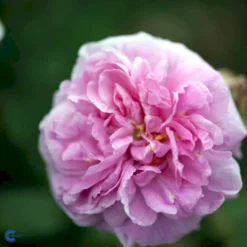 'Comte De Chambord' Rosa Portlandica 'Comte De Chambord' (Portlandrose) A-Kvalitet,- Barrods Roser Min. 3 Grene -GrønGlæde Salgsbutik fi4105 rosa comte de chambord 3092