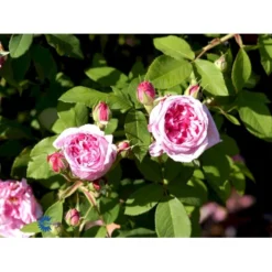 'Comte De Chambord' Rosa Portlandica 'Comte De Chambord' (Portlandrose) A-Kvalitet,- Barrods Roser Min. 3 Grene -GrønGlæde Salgsbutik fi4105 rosa comte de chambord e3d9