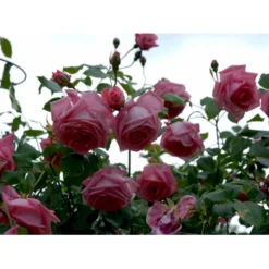 'Coral Dawn' Rosa X 'Coral Dawn' (Slyngrose) A-Kvalitet,- Barrods Roser Min. 3 Grene -GrønGlæde Salgsbutik fi4115 rosa coral dawn e22f