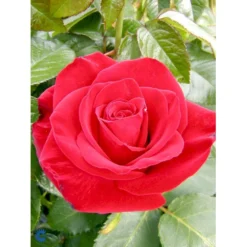 'Courage'™ Rosa X 'Courage'™ (Storblomstrende) A-Kvalitet,- Barrods Roser Min. 3 Grene -GrønGlæde Salgsbutik fi4125 rosa courage poulduf n 2639