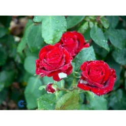 'Courage'™ Rosa X 'Courage'™ (Storblomstrende) A-Kvalitet,- Barrods Roser Min. 3 Grene -GrønGlæde Salgsbutik fi4125 rosa courage poulduf n b57d