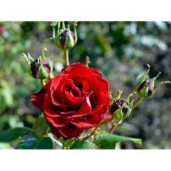 'Courage'™ Rosa X 'Courage'™ (Storblomstrende) A-Kvalitet,- Barrods Roser Min. 3 Grene -GrønGlæde Salgsbutik fi4125 rosa courage poulduf n bbd0
